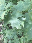 Acer floridanum by Dakota Smith
