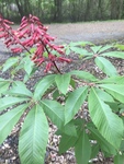 Aesculus pavia by Richard Bailey Atkinson