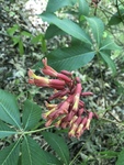 Aesculus pavia by Cole Long