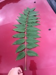 Ailanthus altissima by Dakota Nash
