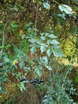 Ampelopsis arborea