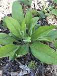 Andersonglossum virginianum
