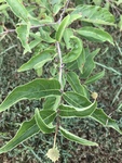 Cephalanthus occidentalis by Joshua Poland