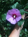 Hibiscus syriacus by Clay Williams