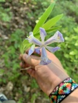 Iris cristata by David Henderson