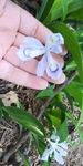 Iris cristata by Lily Knight