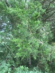 Juniperus virginiana by Dakota Smith