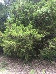 Juniperus virginiana by Clay Williams