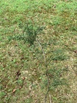 Juniperus virginiana by Trey Welch
