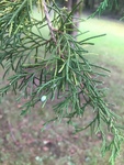Juniperus virginiana by Dakota Nash