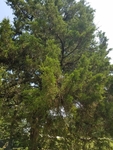 Juniperus virginiana by Amber Steele