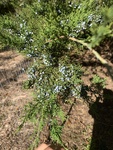 Juniperus virginiana by Kami Ward