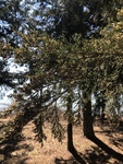 Juniperus virginiana by Cole Long