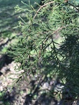 Juniperus virginiana by Ethan Stokes