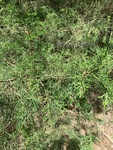 Juniperus virginiana by Noah Balkman