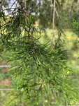 Juniperus virginiana by John Gadberry