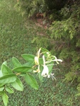 Lonicera japonica by Clay Williams