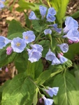 Mertensia virginica by Clay Williams