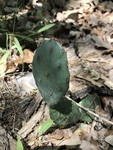 Opuntia humifusa by Cole Long