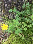 Oxalis dillenii by Creed Chapman