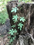 Parthenocissus quinquefolia by Caitlin Goldtrap