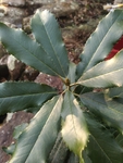 Photinia serratifolia by Daniel Petty