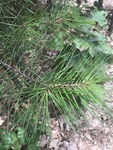 Pinus echinata by Dakota Smith