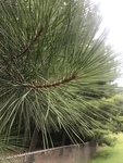 Pinus taeda by Dakota Smith