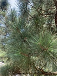 Pinus taeda by Kami Ward