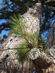 Pinus echinata by Amber Steele