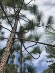 Pinus palustris by Joshua Poland