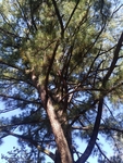 Pinus taeda by Daniel Petty