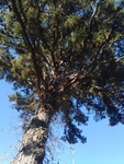 Pinus echinata by Daniel Petty