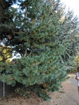 Pinus lambertiana by Trevor Jensen