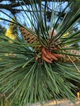 Pinus ponderosa by Trevor Jensen