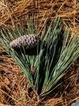 Pinus taeda by Trevor Jensen