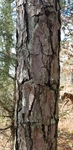 Pinus echinata by Alyssa McElroy
