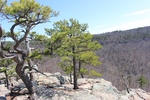 Pinus echinata by Bailey Coffelt