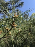 Pinus echinata by Ethan Stokes