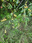 Prunus munsoniana by Bailey Coffelt