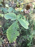 Ptelea trifoliata