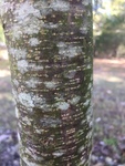 Ptelea trifoliata mollis