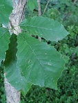 Quercus muehlenbergii by Bailey Coffelt