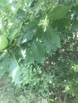 Quercus muehlenbergii by Dakota Smith