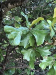 Quercus marilandica by Dakota Smith