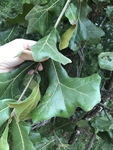 Quercus marilandica by Bailey Coffelt
