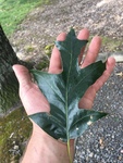 Quercus falcata by Clay Williams