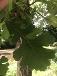 Quercus macrocarpa by Dakota Smith