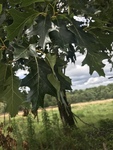 Quercus rubra by Dakota Smith