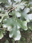 Quercus stellata by Dakota Smith
